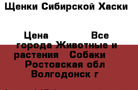 Щенки Сибирской Хаски › Цена ­ 20 000 - Все города Животные и растения » Собаки   . Ростовская обл.,Волгодонск г.